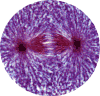 Anaphase under magnification