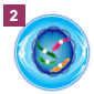 Step 2: Prophase (first stage of mitosis)