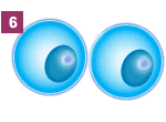 Step 6: Cytokinesis (cell division)