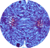 Telophase under magnification